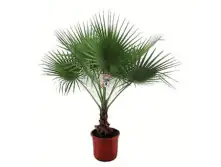 Washingtonia Robusta  Mexikanische Washingtonpalme 25 cm Topf