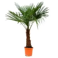 Chinesische Hanfpalme Trachycarpus Fortunei H ca. 150-170 cm 30 cm Topf 