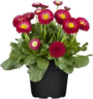 Bellis Perennis Gänseblümchen im 9 cm Topf