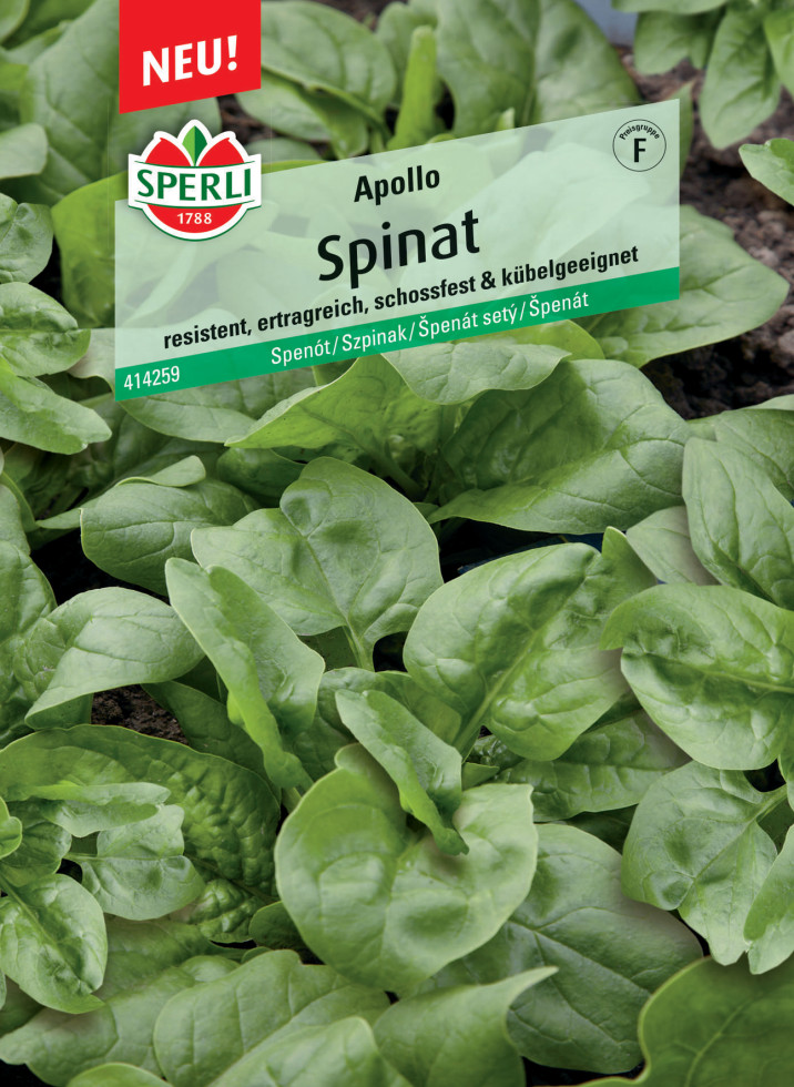 Sperli Spinat Apollo F1