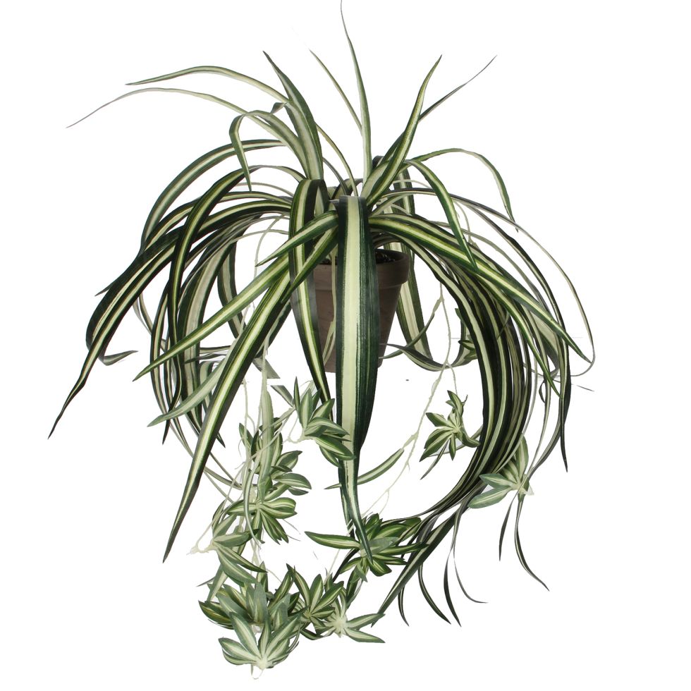 Mica Decorations Mica Chlorophytum im Topf grün, 45 x 45 cm GLO660754610