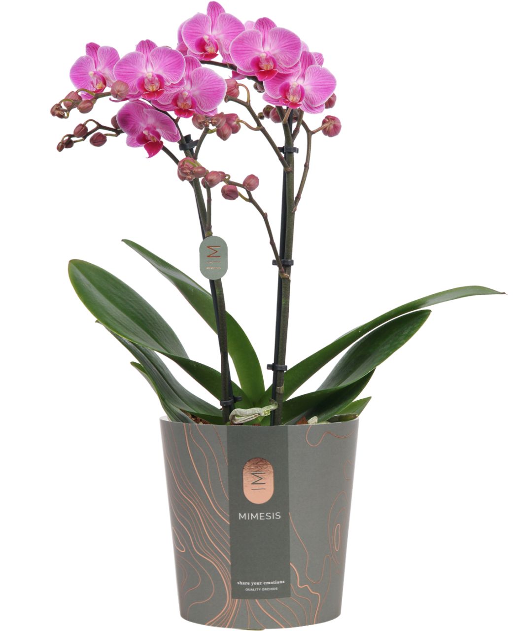 Pflanzen Orchidee Phalaenopsis Multiflora 2-Trieber H 50 cm 12 cm Topf GLO685204380