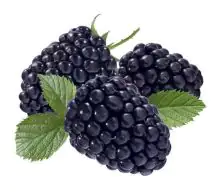 Bio Beerenobst Brombeere 3 Liter Container