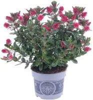 Strauchveronika Hebe All Blooms 12 cm Topf