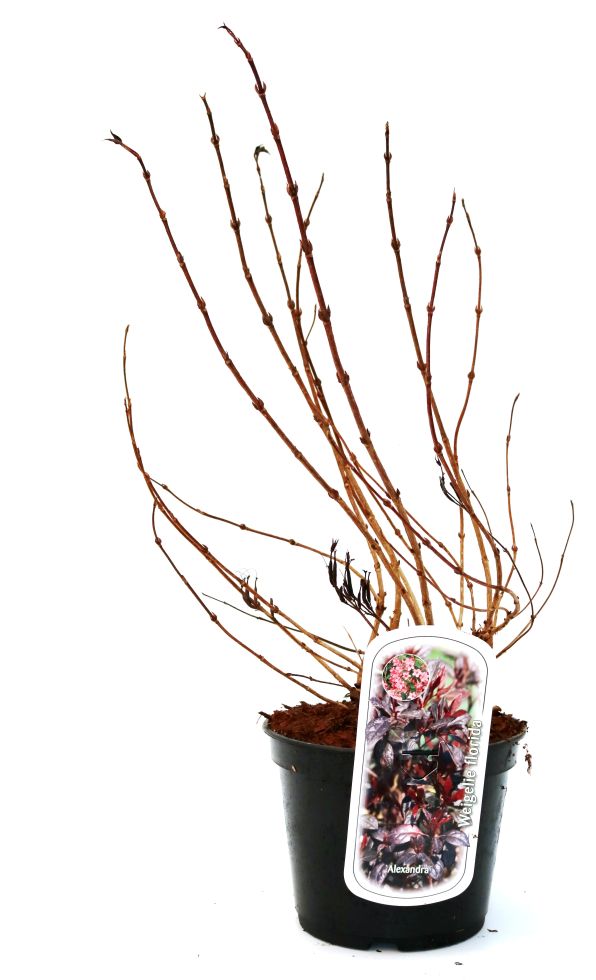 Pflanzen Rotblättrige Weigelie Purpurea 3 l Container GLO684304297