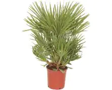 Zwergpalme Chamaerops Humilis H 90 - 100 cm 25 cm Topf