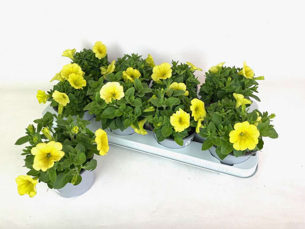 Pflanzen Petunia hängend H ca 20 cm 12 cm Topf GLO684107355