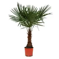 Chinesische Hanfpalme Trachycarpus Fortunei H ca 120-140 cm 27 cm Topf