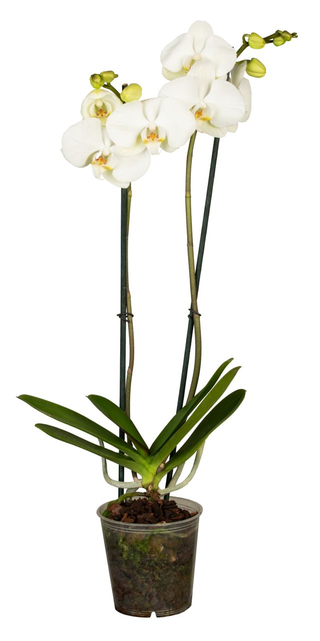 Pflanzen Schmetterlingsorchidee Phalaenopsis weiß 2-Trieber H ca. 55 cm 12 cm Topf GLO685204162