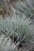 Blau-Schwingel Festuca glauca Azurit 17 cm Topf