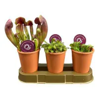 Fleischfressende Pflanzen Mix H  20 cm 7 cm Topf