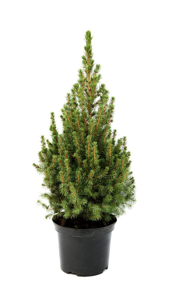 Zuckerhutfichte 30-40 cm hoch 3 l Container