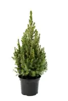 Zuckerhutfichte 30-40 cm hoch 3 l Container