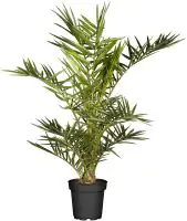 Dattelpalme Phoenix Canariensis H ca 140 cm 30 cm Topf