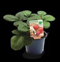 Bio Erdbeere Fragaria Korona H 30 cm 9 cm Topf