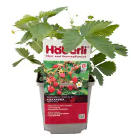 Fragaria vesca Alexandria Häberli-Walderdbeere 1 L