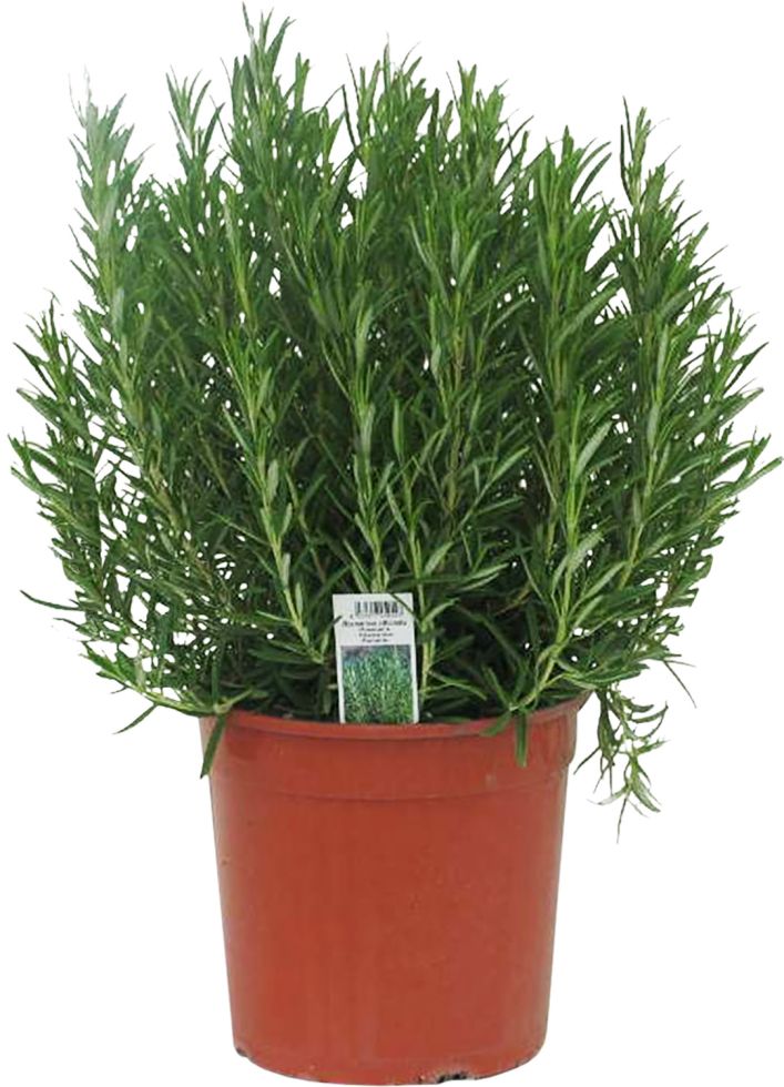 Mediterrane Kräuter 19 cm Topf kaufen Globus Baumarkt