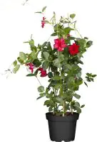 Dipladenie sundaville Pyramide H ca 60 cm 17 cm Topf