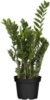 Glücksfeder Zamioculcas 21 cm Topf