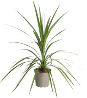 Keulenlilie Cordyline 20 cm Topf