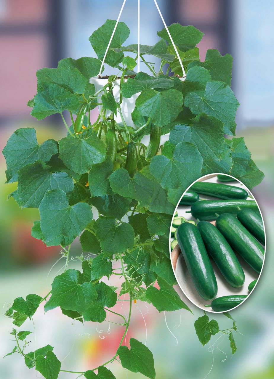 Pflanzen Gemüseampel Gurke 27 cm Topf mit Wasserspeicher GLO684107222