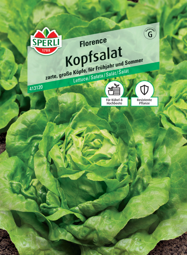 Sperli Kopfsalat Florence