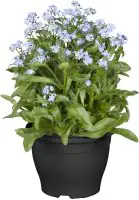 Vergissmeinnicht Myosotis Mon Amie H ca. 10 cm, 10,5 cm Topf