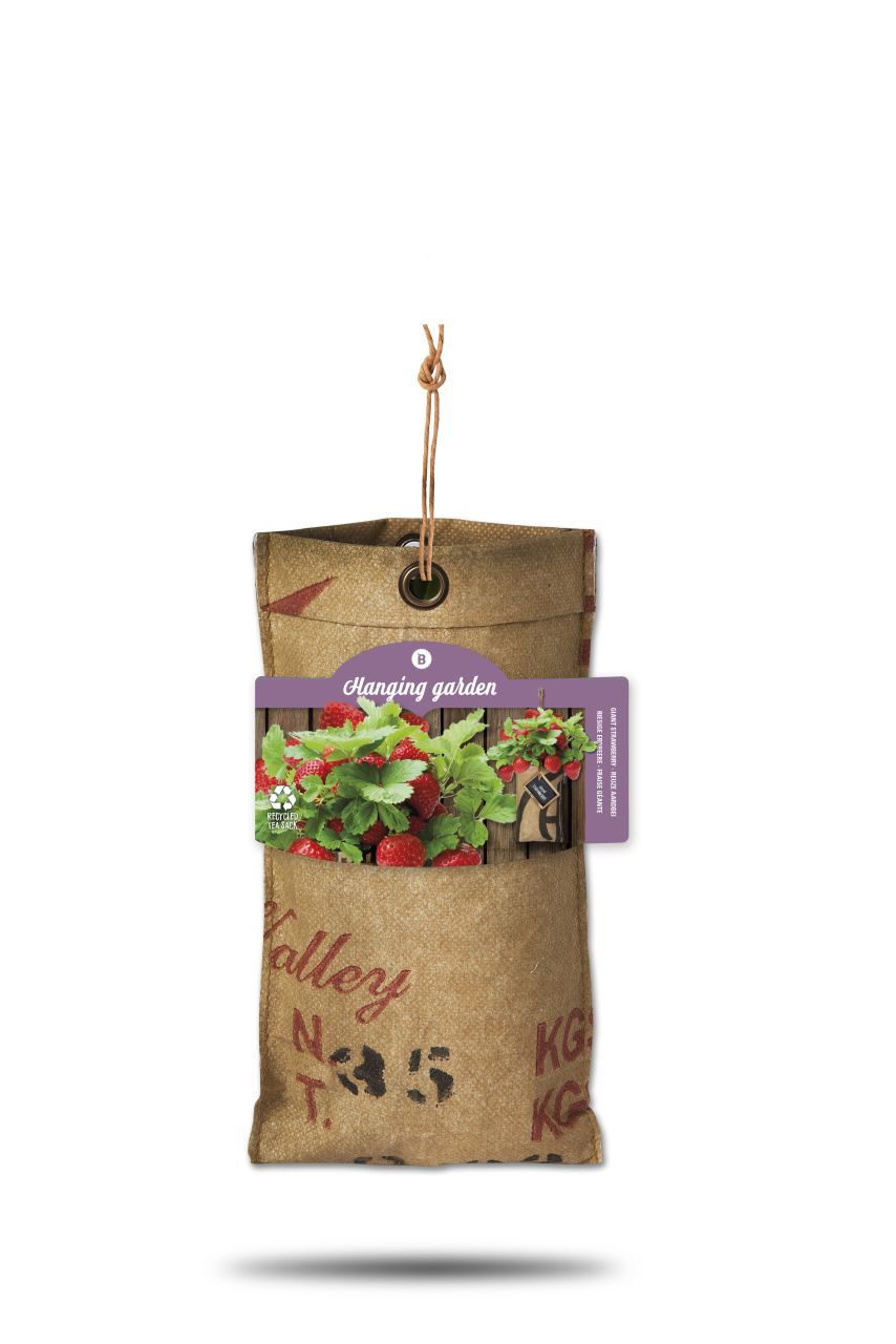Baza Seeds hängender Garten riesige Erdbeere