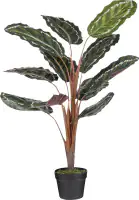 Mica Kunstpflanze Calathea roseopicta im Topf grün 90 x 60 cm