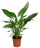 Einblatt Spathiphyllum Sweet Lauretta H ca. 80 cm 24 cm Topf