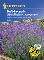 Kiepenkerl Lavendel Hidcote Blue Strain Lavandula angustifolia, Inhalt: ca. 40 Pflanzen