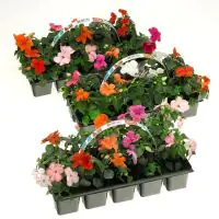 Fleissiges Lieschen Impatiens Walleriana H 10 cm 10er Pack