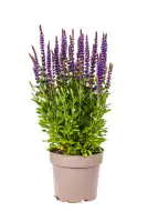 Steppen-Salbei Salvia nemorosa 19 cm Topf