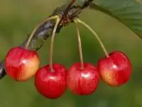 Süßkirschenbaum Büttners rote Knorpel 7,5 L Container