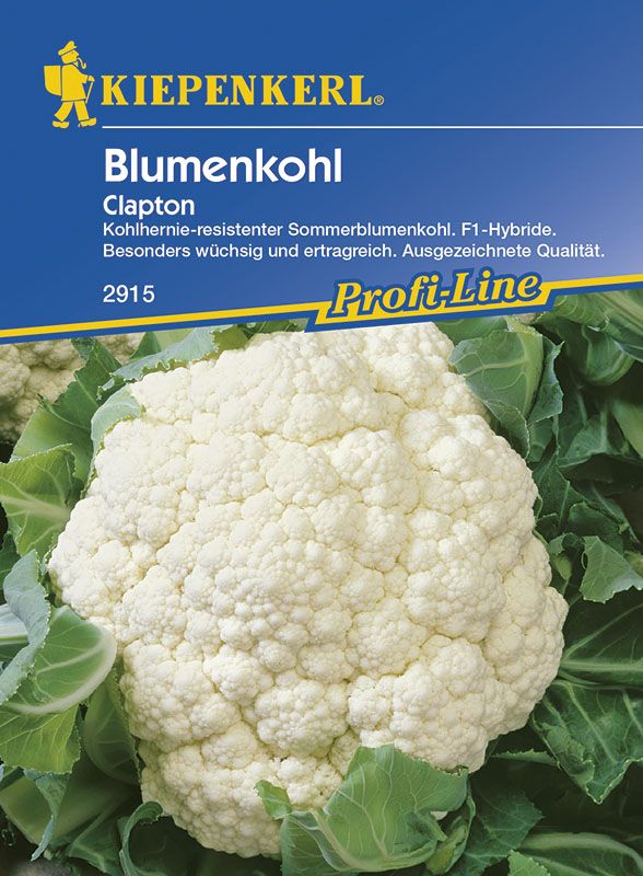 Kiepenkerl Blumenkohl Clapton Brassica oleracea var. botrytis, Inhalt: ca. 12 Pflanzen GLO693108033