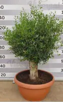 Olea Europaea Tarrina Olivenbaum H 140 - 160 cm, 70 cm Topf