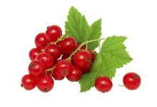 Bio Beerenobst Johannisbeere Ribes rubrum rot 3 Liter Topf