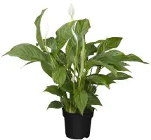 Einblatt Spathiphyllum Sweet Silvio H ca 75 cm 17 cm Topf