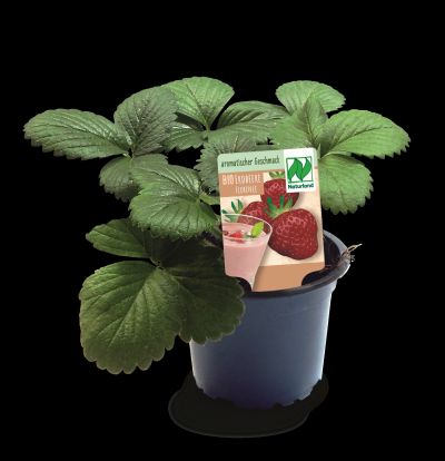 Bio Erdbeere Florence Fragaria H 30 cm 9 cm Topf kaufen | Globus Baumarkt