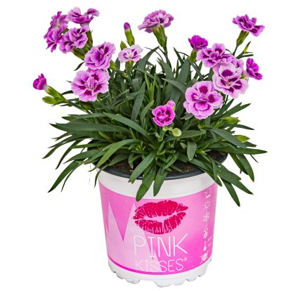 Nelke Dianthus Pink Kisses 10,5 cm Topf kaufen Globus Baumarkt