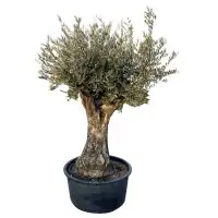Olivenbaum Olea Europeana H ca 200 cm 230 L Container