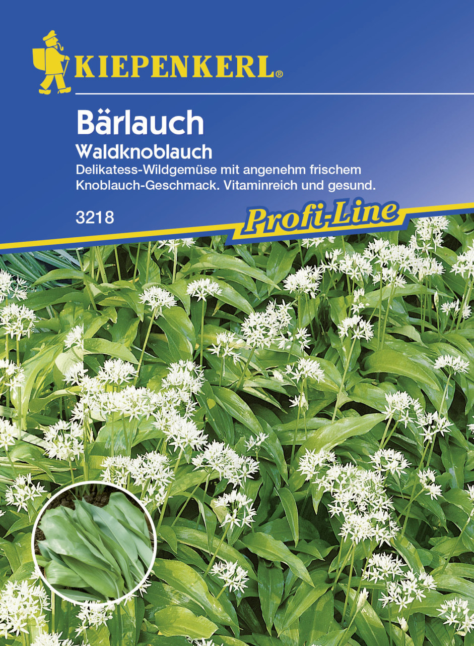 Kiepenkerl Bärlauch Waldknoblauch Allium ursinum, Inhalt: ca. 35 Pflanzen GLO693105723