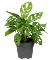 Monstera Monkey Leaf Fensterblatt 30 cm 12 cm Topf