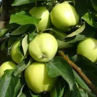 Apfelbaum Malus Weißer Klarapfel 7,5 L Container