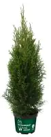 Lebensbaum Smaragd 60-80 cm 5 l Container