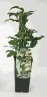 Obststrauch Selbstfruchtende Mini Kiwi 2 L Eckcontainer