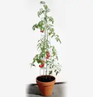 Bellissa Tomatenturm 180cm 180 cm hoch