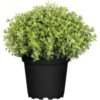 Oregano Origanum Vulgare H 25 cm 14 cm Topf