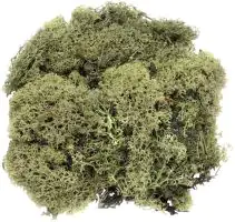 Glorex Islandmoos dunkelgrün 50 Gramm