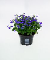 thuja smaragd 4 meter Thuja Smaragd kaufen
